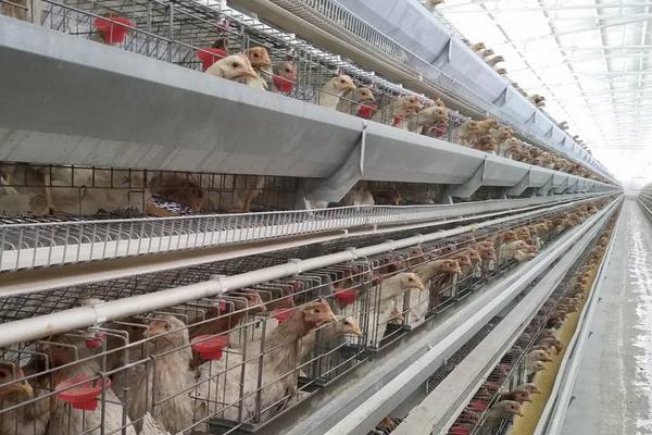 養雞場有污染嗎