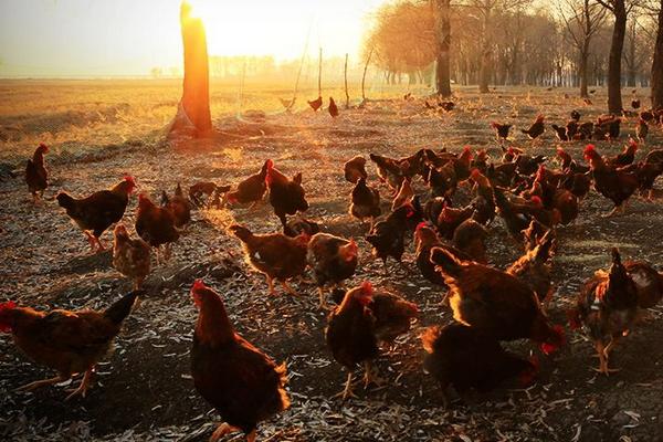 林下養雞需要什么手續