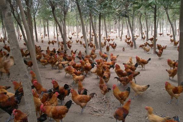 林下養雞需要什么手續