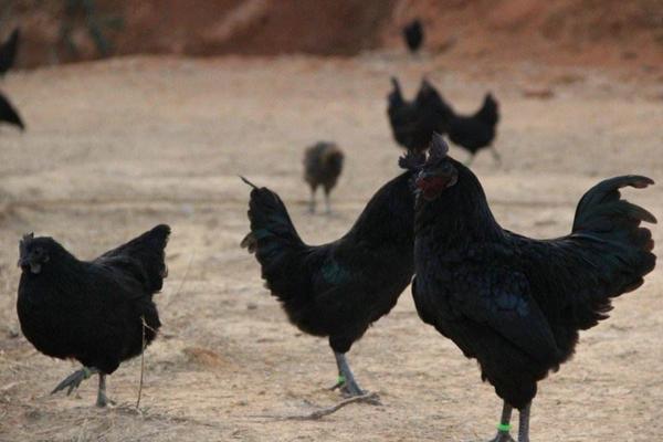 新手養(yǎng)雞技術(shù)基礎(chǔ)