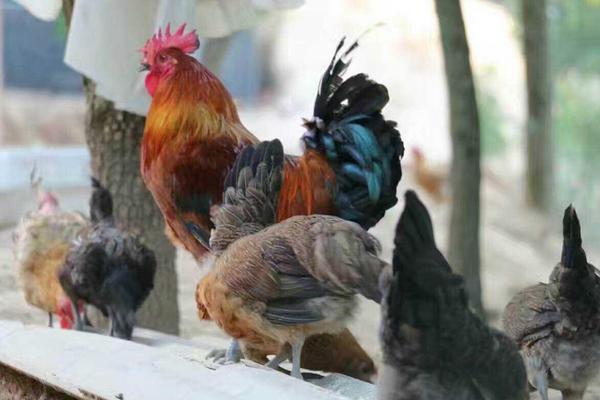 新手養(yǎng)雞技術(shù)基礎(chǔ)