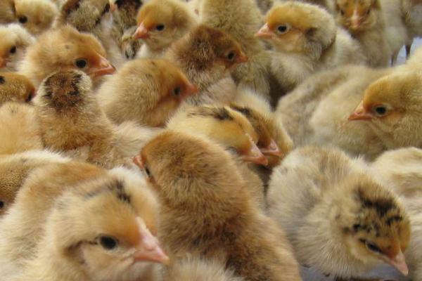 新手養(yǎng)雞技術(shù)基礎(chǔ)