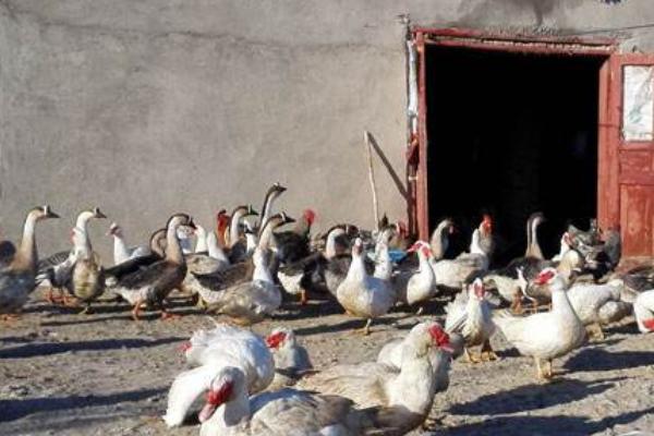 農(nóng)村青年如何創(chuàng)業(yè)