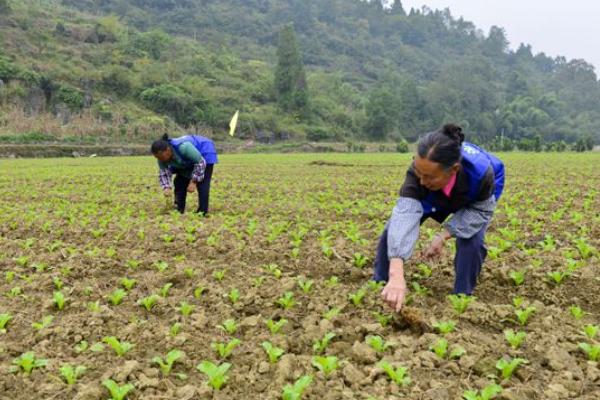 農村婦女做什么賺錢