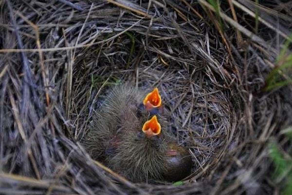 百靈鳥(niǎo)幼鳥(niǎo)怎么養(yǎng) 百靈鳥(niǎo)養(yǎng)殖技術(shù)