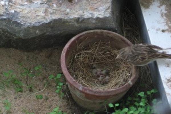 百靈鳥(niǎo)幼鳥(niǎo)怎么養(yǎng) 百靈鳥(niǎo)養(yǎng)殖技術(shù)