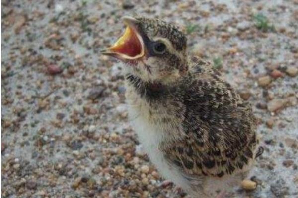 百靈鳥(niǎo)幼鳥(niǎo)怎么養(yǎng) 百靈鳥(niǎo)養(yǎng)殖技術(shù)