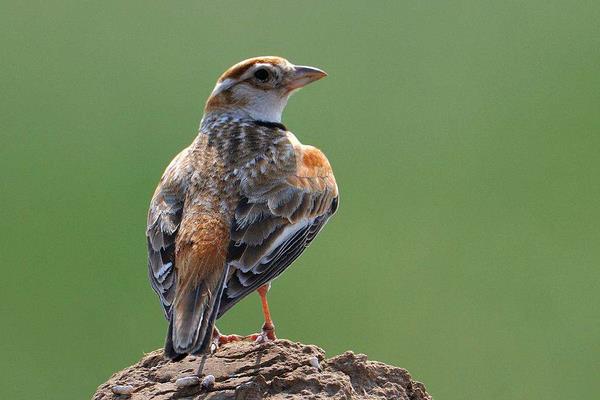 百靈鳥(niǎo)幼鳥(niǎo)怎么養(yǎng) 百靈鳥(niǎo)養(yǎng)殖技術(shù)