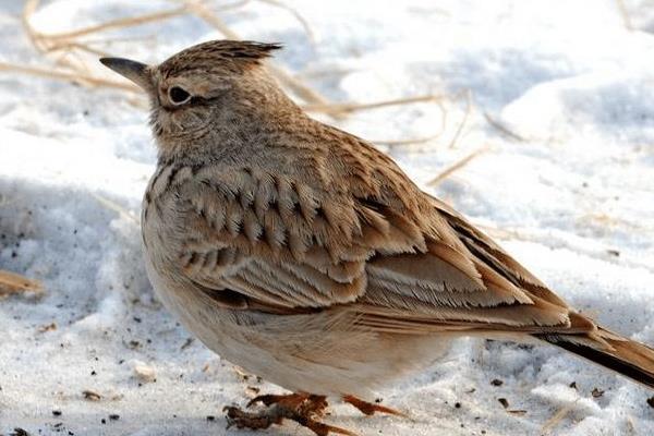 百靈鳥(niǎo)幼鳥(niǎo)怎么養(yǎng) 百靈鳥(niǎo)養(yǎng)殖技術(shù)