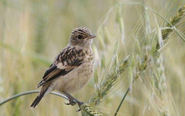 百靈鳥的特點介紹 百靈鳥怎么分公母