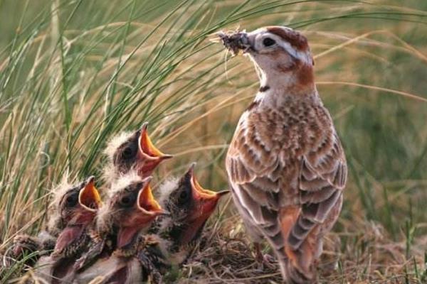 百靈鳥的特點介紹 百靈鳥怎么分公母