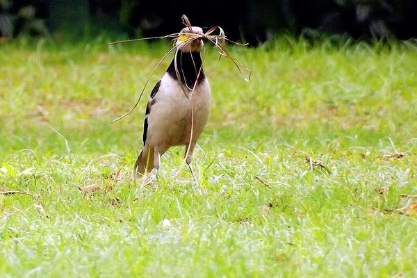 百靈鳥的特點介紹 百靈鳥怎么分公母