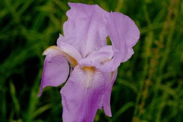 德國鳶尾花語是什么 德國鳶尾有毒嗎