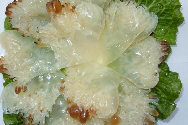 海蜇頭是什么 海蜇頭怎么處理