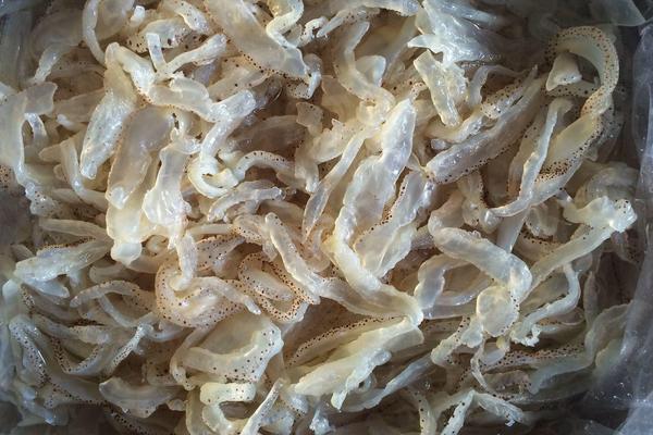 海蜇頭是什么 海蜇頭怎么處理