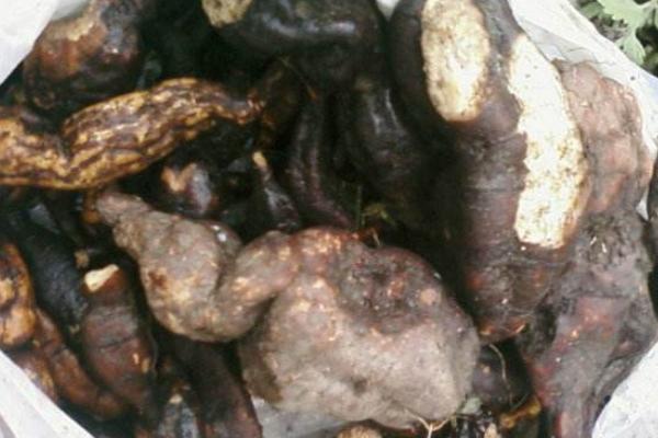 何首烏是什么 何首烏產地在哪里