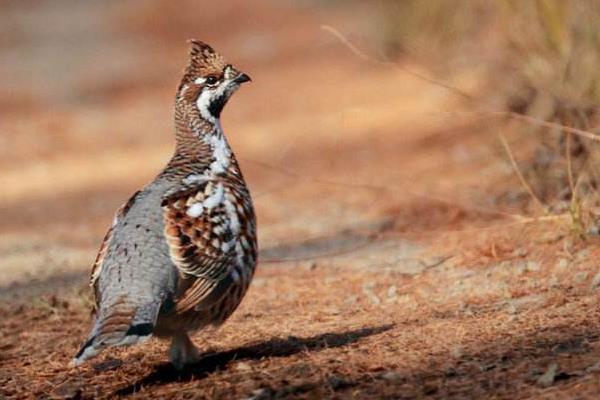 花尾榛雞養殖技術與注意事項 花尾榛雞繁殖方式