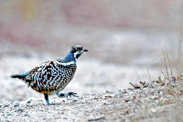 花尾榛雞養殖技術與注意事項 花尾榛雞繁殖方式