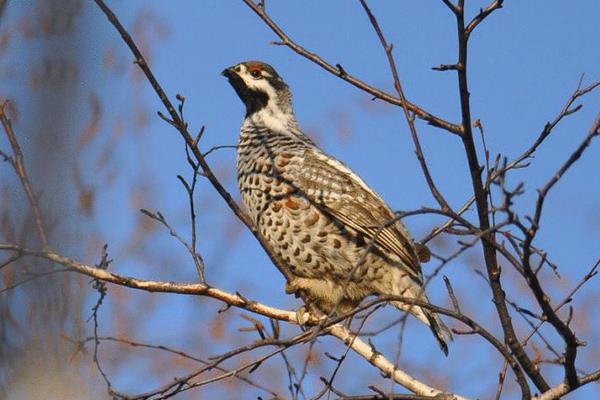 花尾榛雞養殖技術與注意事項 花尾榛雞繁殖方式