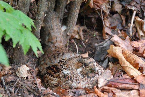 花尾榛雞養殖技術與注意事項 花尾榛雞繁殖方式