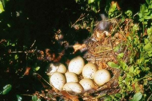 花尾榛雞養殖技術與注意事項 花尾榛雞繁殖方式