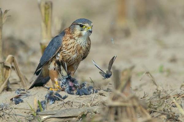 花尾榛雞養殖技術與注意事項 花尾榛雞繁殖方式