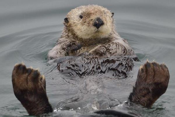 鱷魚為什么怕水獺 鱷魚為什么打不過水獺