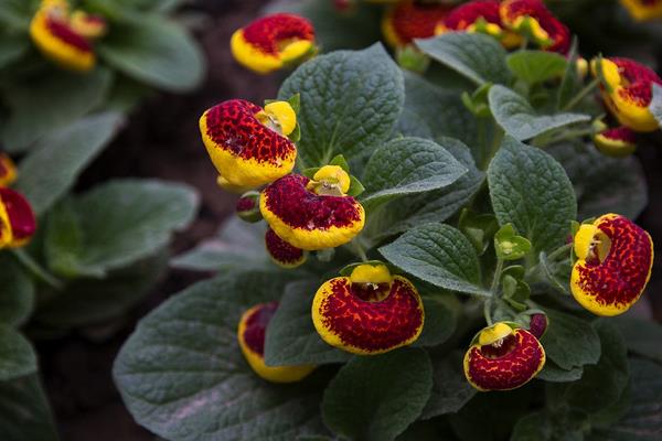 荷包花的花語及寓意 荷包花的應用價值
