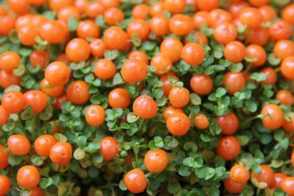 紅果薄柱草怎么養 紅果薄柱草養殖方法與注意事項