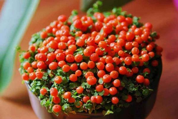 紅果薄柱草怎么養 紅果薄柱草養殖方法與注意事項