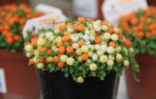 紅果薄柱草怎么養 紅果薄柱草養殖方法與注意事項