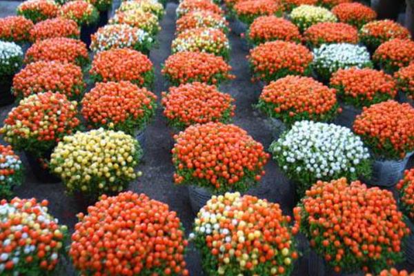 紅果薄柱草怎么養 紅果薄柱草養殖方法與注意事項