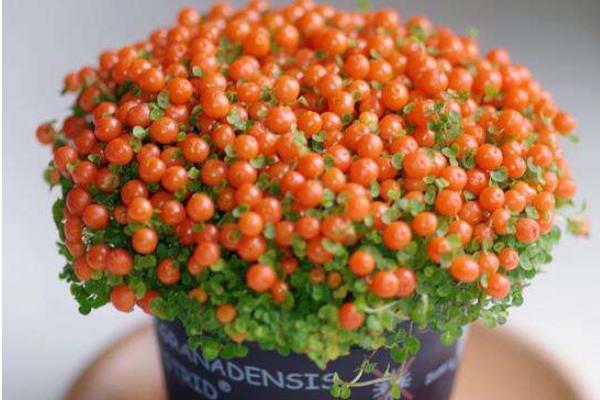 紅果薄柱草怎么養 紅果薄柱草養殖方法與注意事項