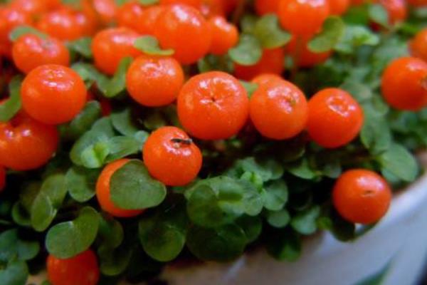 紅果薄柱草怎么養 紅果薄柱草養殖方法與注意事項