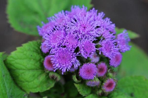 霍香薊花語是什么 霍香薊什么時候開花（花期是幾月）