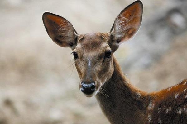 林麝養殖技術 養林麝怎么辦養殖手續