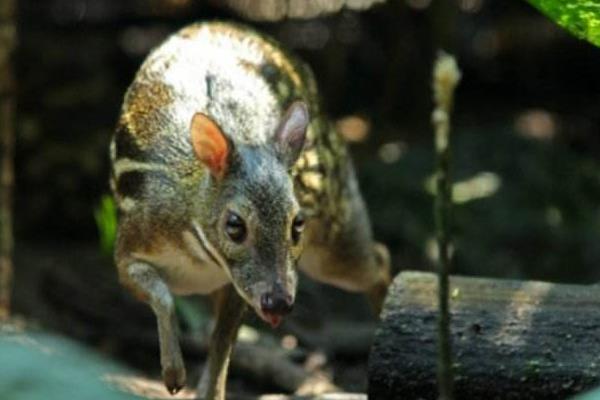 林麝養殖技術 養林麝怎么辦養殖手續
