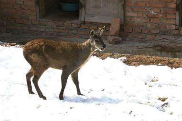 林麝養殖技術 養林麝怎么辦養殖手續