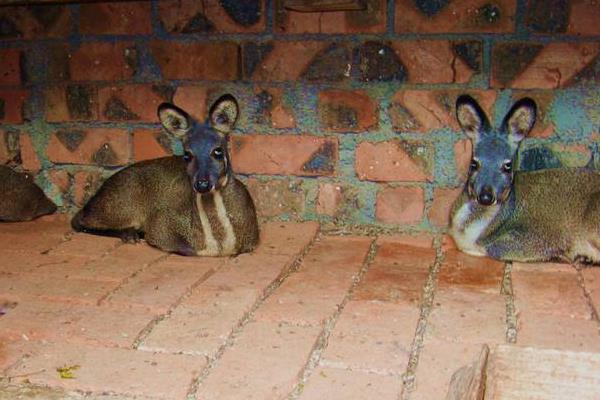 林麝養殖技術 養林麝怎么辦養殖手續