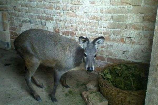 林麝養殖技術 養林麝怎么辦養殖手續