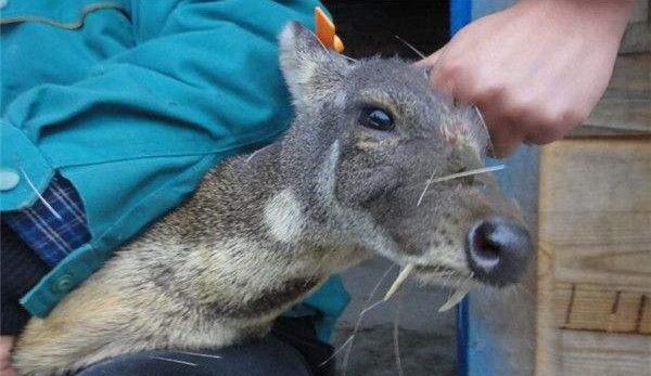 林麝養殖技術 養林麝怎么辦養殖手續
