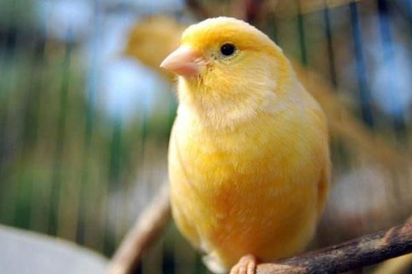金絲雀怎么訓練 金絲雀怎么讓它叫