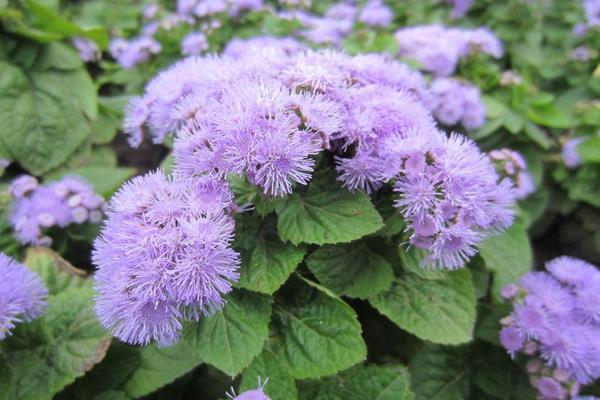 霍香薊花語是什么 霍香薊什么時候開花（花期是幾月）