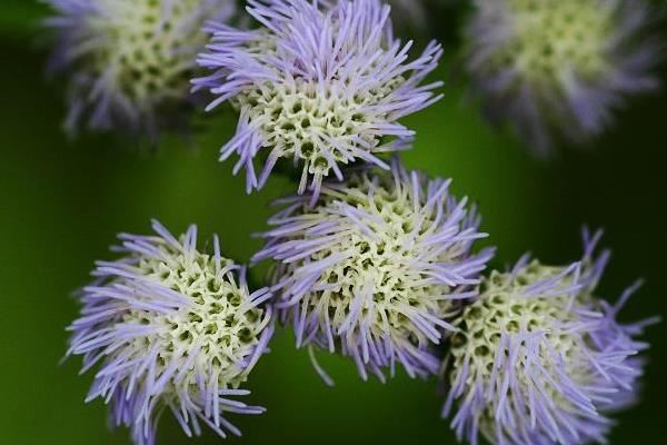 霍香薊花語是什么 霍香薊什么時候開花（花期是幾月）
