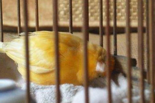 金絲雀怎么訓練 金絲雀怎么讓它叫