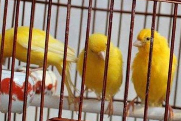 金絲雀怎么訓練 金絲雀怎么讓它叫
