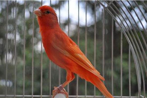 金絲雀怎么訓練 金絲雀怎么讓它叫