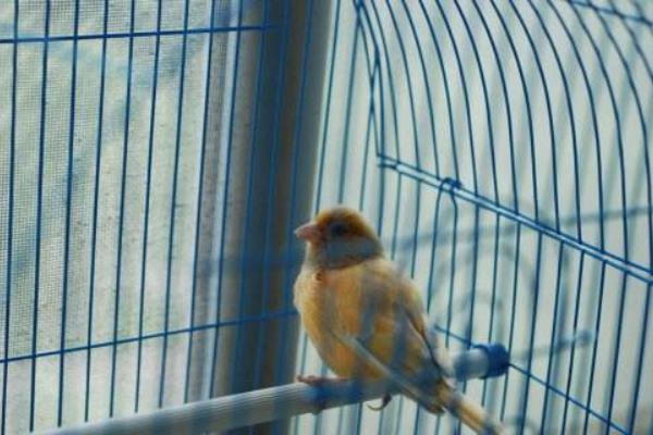 金絲雀怎么訓練 金絲雀怎么讓它叫
