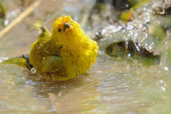 金絲雀怎么訓練 金絲雀怎么讓它叫