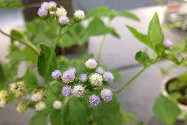 霍香薊的功效與作用及禁忌 霍香薊的藥用價值